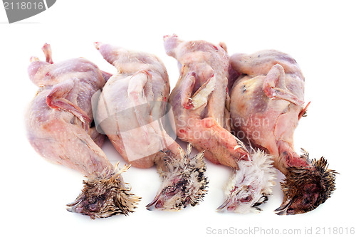 Image of four quails