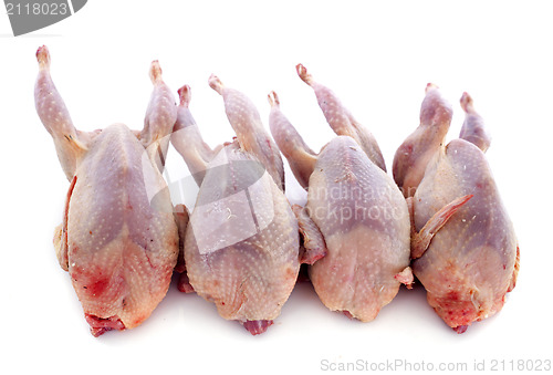 Image of four quails