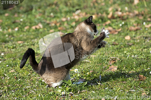 Image of Siamese Cat and mouse