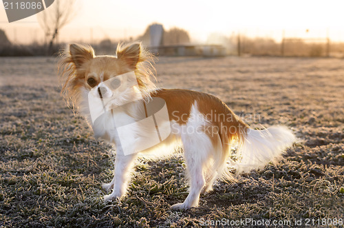 Image of chihuahua in winter