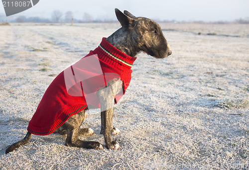 Image of dressed bull terrier