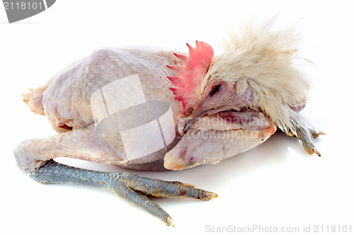 Image of Bresse chicken 