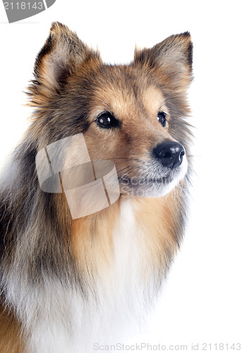 Image of shetland dog