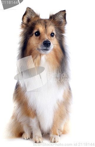 Image of shetland dog