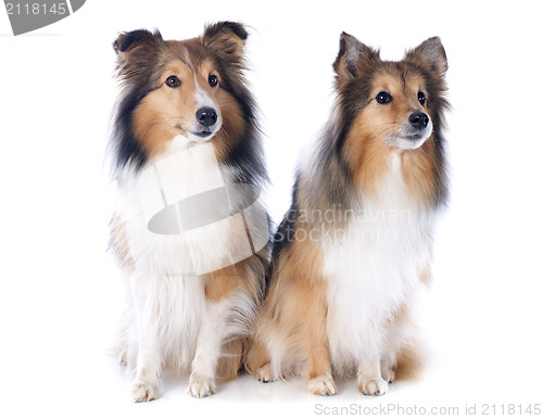 Image of shetland dogs