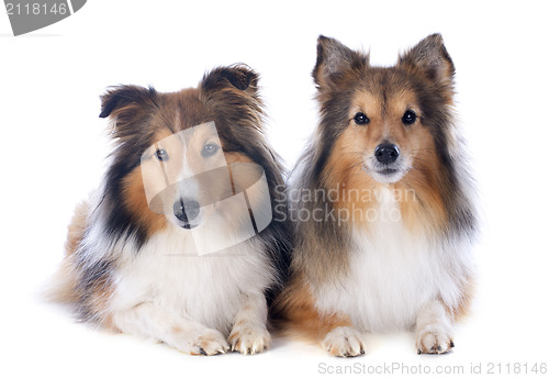 Image of shetland dogs