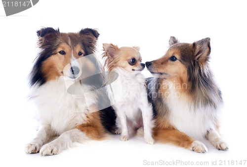 Image of shetland dogs and chihuahua