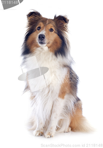 Image of shetland dog