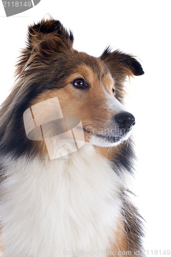 Image of shetland dog