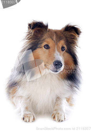 Image of shetland dog