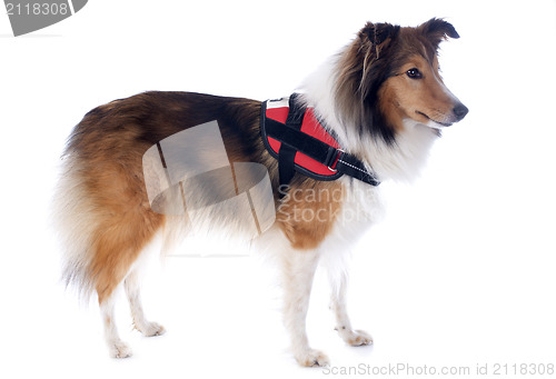 Image of shetland dog and harness