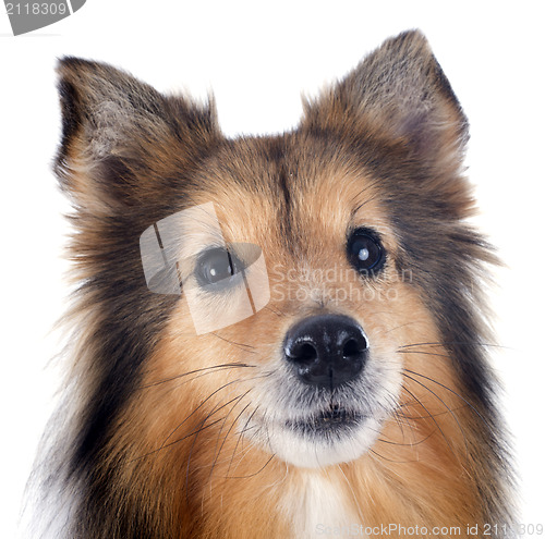 Image of shetland dog