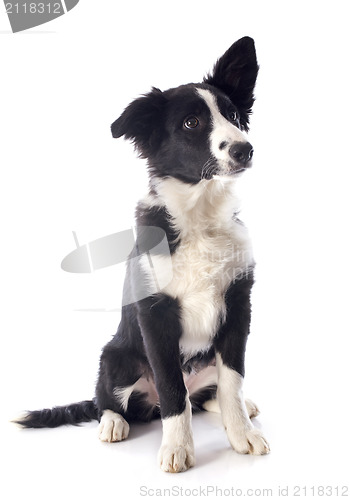 Image of puppy border collie