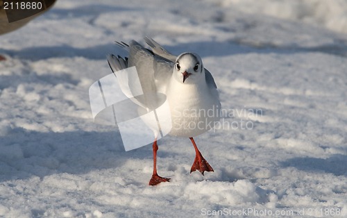 Image of Seagull