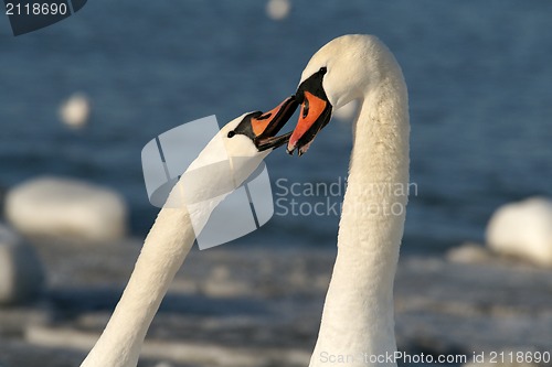 Image of White swans