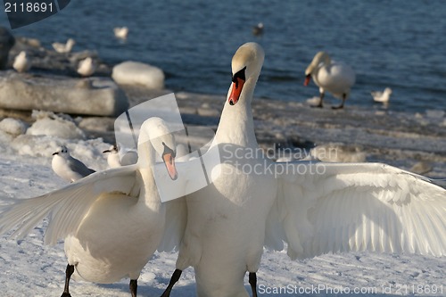 Image of Pair swans