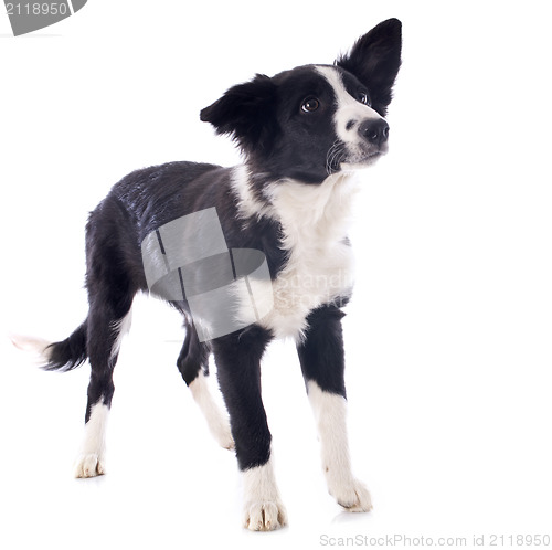 Image of puppy border collie