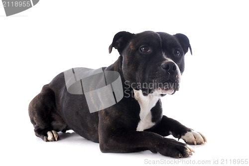 Image of staffordshire bull terrier