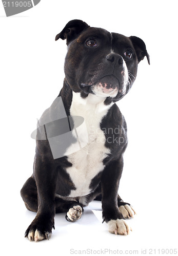 Image of staffordshire bull terrier