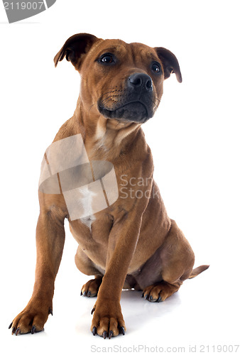 Image of staffordshire bull terrier