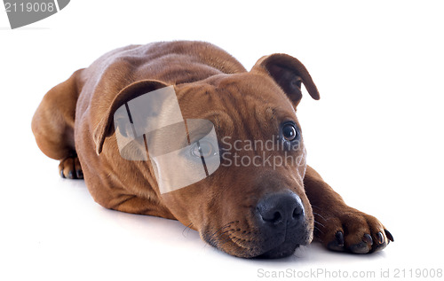 Image of staffordshire bull terrier