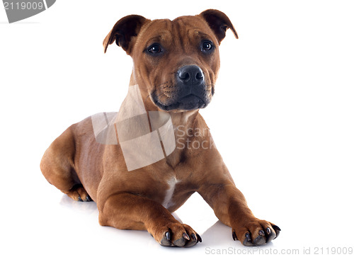 Image of staffordshire bull terrier