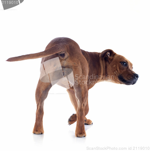 Image of back staffordshire bull terrier