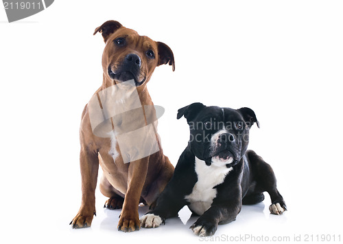 Image of two staffordshire bull terrier