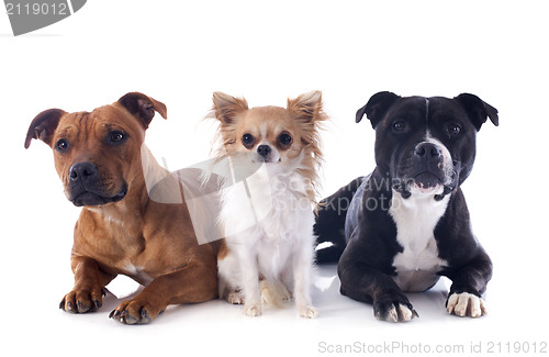 Image of staffordshire bull terriers and chihuahua
