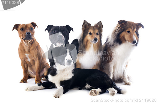 Image of five dogs