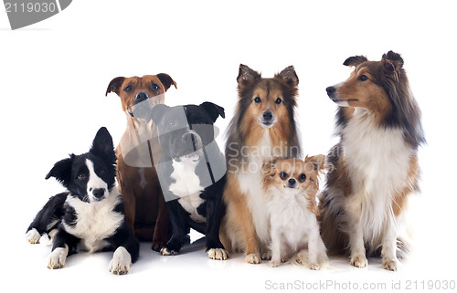 Image of six dogs