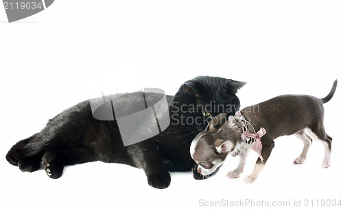 Image of puppy chihuahua and cat