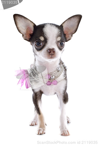 Image of puppy chihuahua