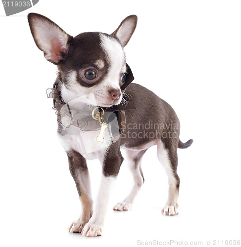 Image of puppy chihuahua