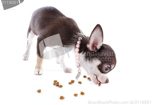 Image of puppy chihuahua eating