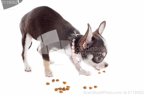 Image of puppy chihuahua eating