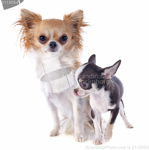 Image of puppy and adult chihuahua