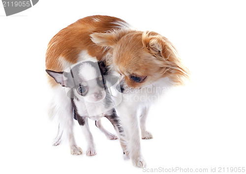 Image of puppy and adult chihuahua