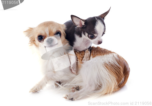 Image of puppy and adult chihuahua