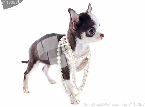 Image of puppy chihuahua