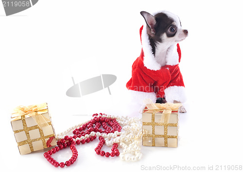 Image of santa claus chihuahua