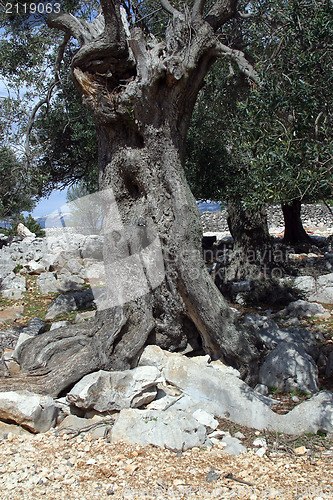 Image of Old olive tree