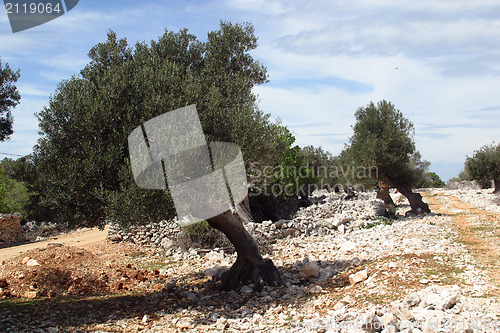 Image of Olive grove