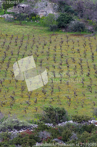 Image of Traditional Mediterranean vineyards, Croatia
