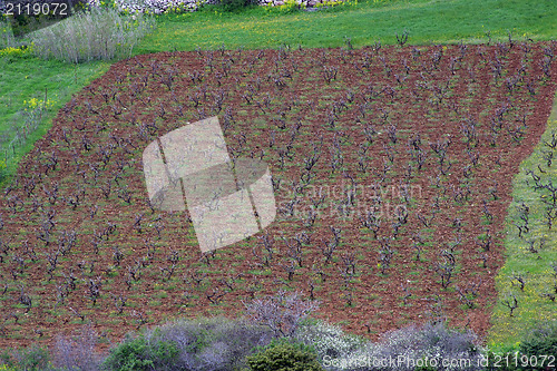 Image of Traditional Mediterranean vineyards, Croatia