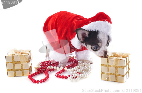 Image of santa claus chihuahua