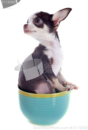 Image of puppy chihuahua in a cup