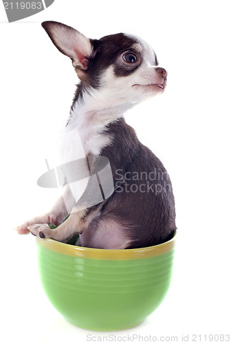 Image of puppy chihuahua in a cup