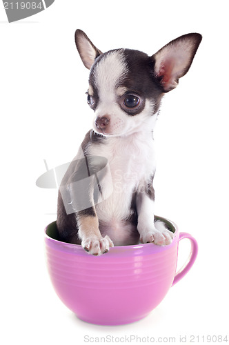 Image of puppy chihuahua in a cup