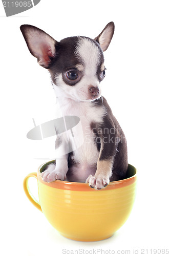 Image of puppy chihuahua in a cup